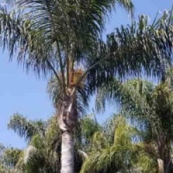 Palmier de la reine, Cocotier plumeux