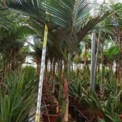 Archontophoenix alexandrae