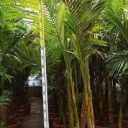 Archontophoenix alexandrae