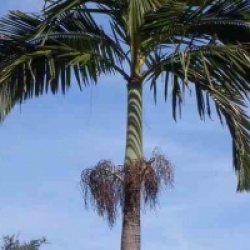 Archontophoenix alexandrae