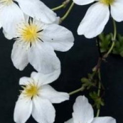  Clematis x cartmanii Avalanche � 'Blaaval' cov