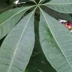 Pachira aquatica - Ch�taignier de Guyane