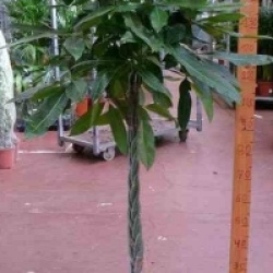 Pachira aquatica