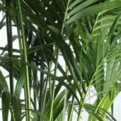 Howea forsteriana - Palmier Kentia