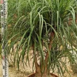 Beaucarnea recurvata