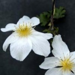  Clematis x cartmanii Avalanche � 'Blaaval' cov