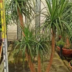 Beaucarnea recurvata