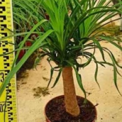 Beaucarnea recurvata