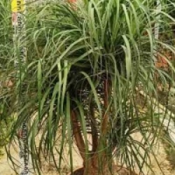 Beaucarnea recurvata