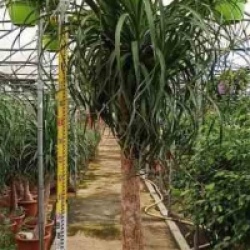 Beaucarnea recurvata