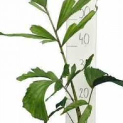 Caryota maxima 'Himalaya'