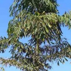 Caryota maxima 'Himalaya'