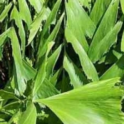 Caryota maxima 'Himalaya'