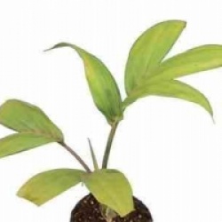 Chambeyronia macrocarpa