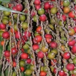 Chambeyronia macrocarpa