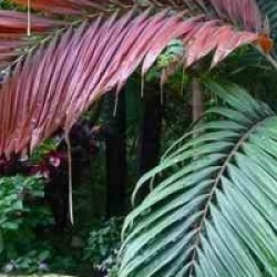 Palmier � palmes rouges