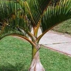 Hyophorbe lagenicaulis - Palmier bouteille, Palmier bonbonne