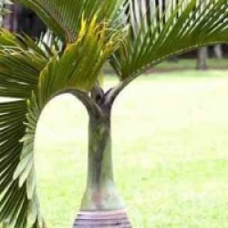 Hyophorbe lagenicaulis