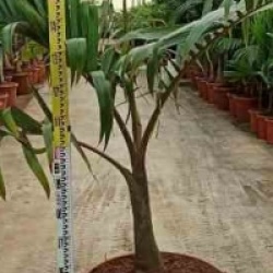 Hyophorbe lagenicaulis