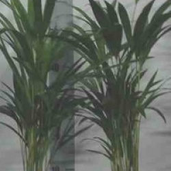 Chrysalidocarpus lutescens