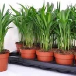 Chrysalidocarpus lutescens