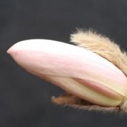 Magnolia stellata 'Royal Star'