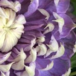 Clematis 'Blue Light' �