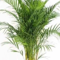 Chrysalidocarpus lutescens - Ar�ca, Palmier d'Arec, Palmier dor�