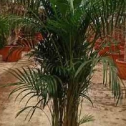 Dypsis lutescens