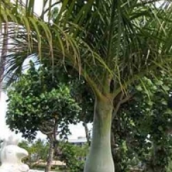 Hyophorbe verschaffeltii - Palmiste marron, Palmier bouteille