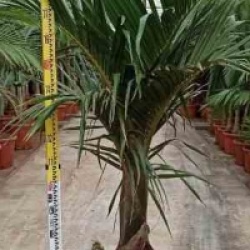 Hyophorbe verschaffeltii