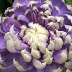 Clematis 'Blue Light' � - Cl�matite Blue Light �
