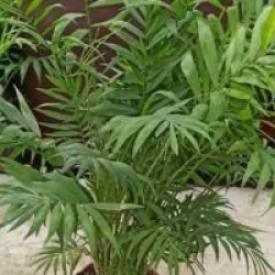 Chamaedorea elegans - Cham�dor�e, Palmier de montagne