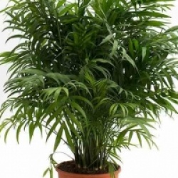 Chamaedorea elegans