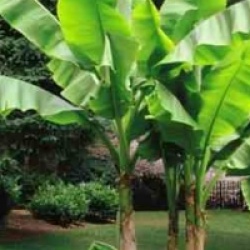 Musa basjoo 'Sakhalin' - Bananier de l'�le de Sakhalin