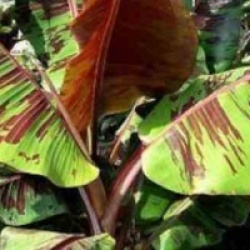Musa sikkimensis 'Red Tiger'