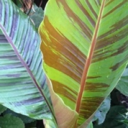 Musa sikkimensis 'Red Tiger'