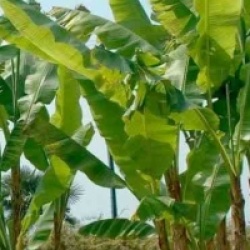 Musa basjoo x hybridum