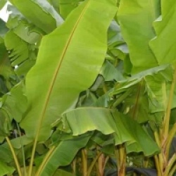 Musa basjoo x hybridum