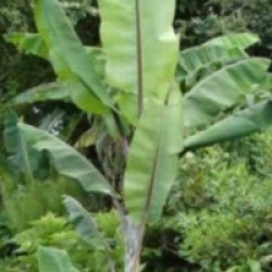 Musa nagensium