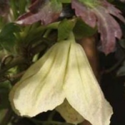 Clematis cirrhosa 'Winter Parasol'