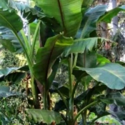 Musa nagensium