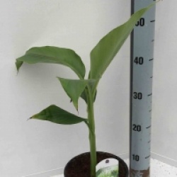 Musa basjoo 'Sapporo'