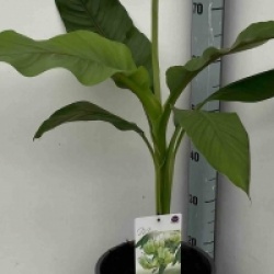 Musa basjoo 'Sapporo'