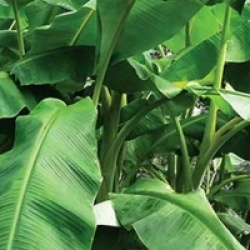 Musa basjoo 'Sapporo'