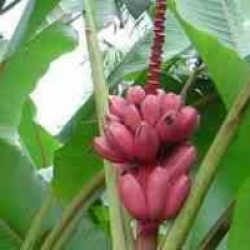 Musa velutina