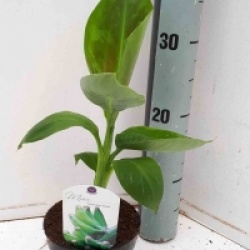 Musa acuminata 'Super Dwarf Cavendish'