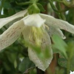 Clematis cirrhosa 'Winter Parasol'