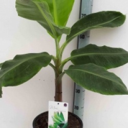 Musa acuminata 'Super Dwarf Cavendish'