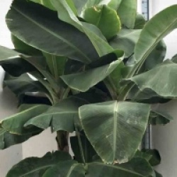 Musa acuminata 'Super Dwarf Cavendish'